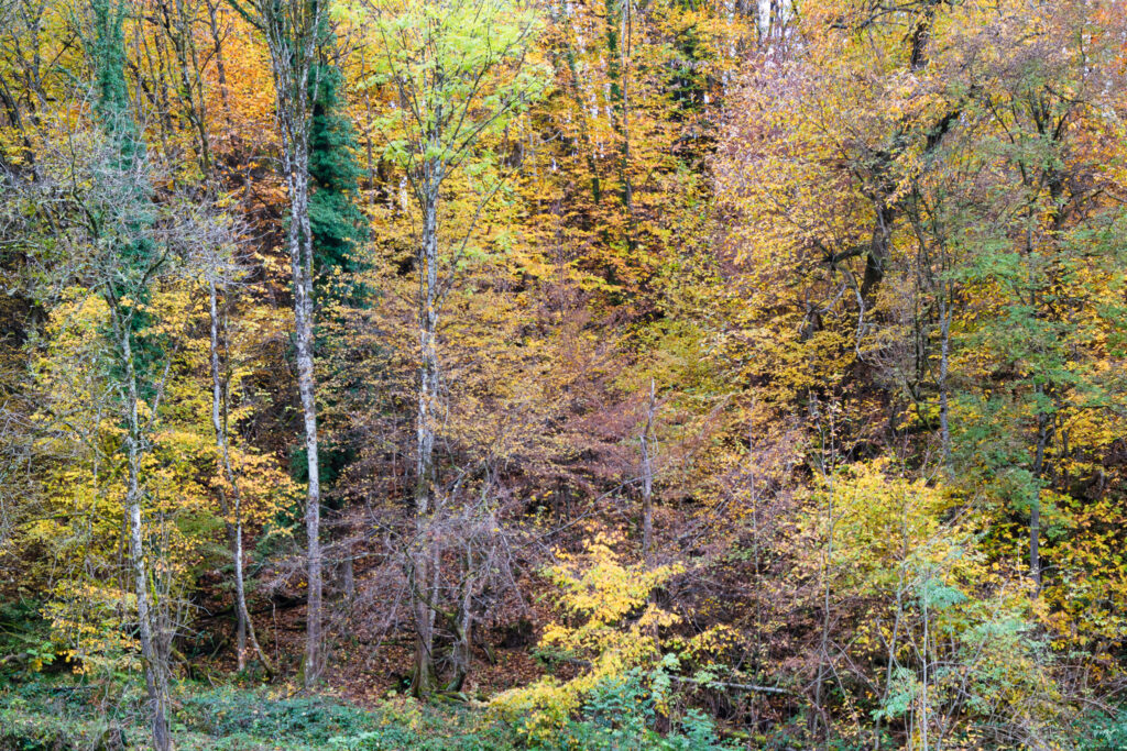 Forêt automnale Vaulnaveys