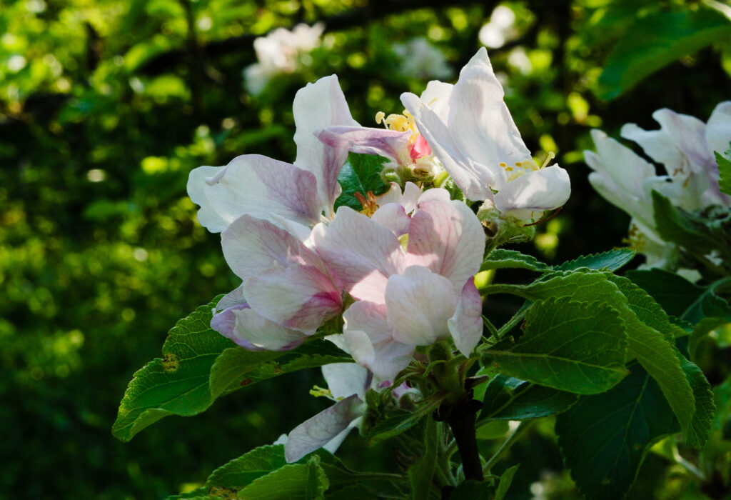 Pomme de printemps