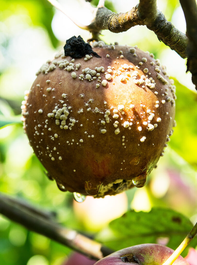 Pomme d'automne