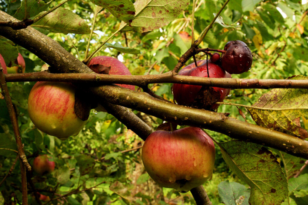 Pomme d'été